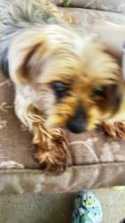 Reunited Male Dog last seen Near th st., Vancouver, WA 98684
