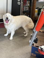 Found/Stray Unknown Dog last seen Eagle Glen parkway , Corona, CA 92883