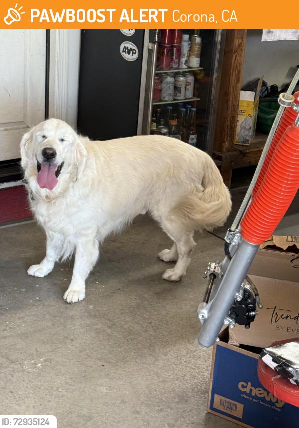 Found/Stray Unknown Dog last seen Eagle Glen parkway , Corona, CA 92883