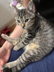Lost Female Cat last seen Between 30th and 31st, San Bernardino, CA 92405