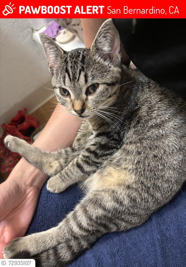 Lost Female Cat last seen Between 30th and 31st, San Bernardino, CA 92405