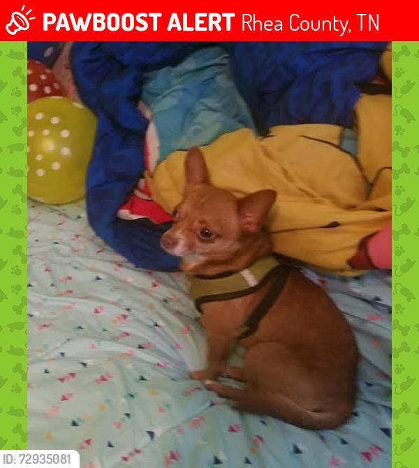 Lost Male Dog last seen Torbett rd, spring City Tennessee , Rhea County, TN 37381