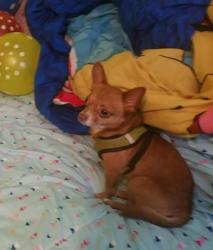 Lost Male Dog last seen Torbett rd, spring City Tennessee , Rhea County, TN 37381