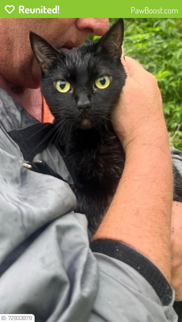 Reunited Female Cat last seen Memorial Drive and Wescott, Houston, TX 77007