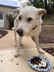 Reunited Male Dog last seen Carob tree ln , El Cajon, CA 92021