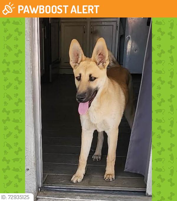 Found/Stray Female Dog last seen Juniper Rd and Rodeo Cir Adelanto , San Bernardino County, CA 92301