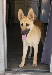 Found/Stray Female Dog last seen Juniper Rd and Rodeo Cir Adelanto , San Bernardino County, CA 92301