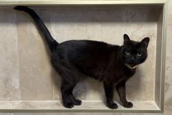 Reunited Male Cat last seen Williams Lumber, Hudson, NY 12534