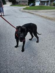 Shelter Stray Female Dog last seen ST CHARLES CO, St. Peters, MO 63376