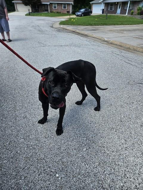 Shelter Stray Female Dog last seen ST CHARLES CO, St. Peters, MO 63376