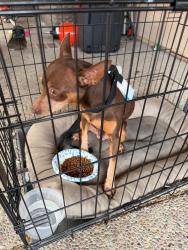 Found/Stray Male Dog last seen Railroad, Castlewood, Valle Vista, Pittsburg, CA 94565