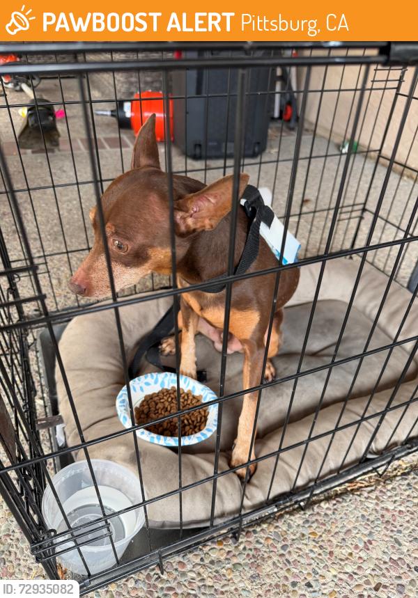 Found/Stray Male Dog last seen Railroad, Castlewood, Valle Vista, Pittsburg, CA 94565