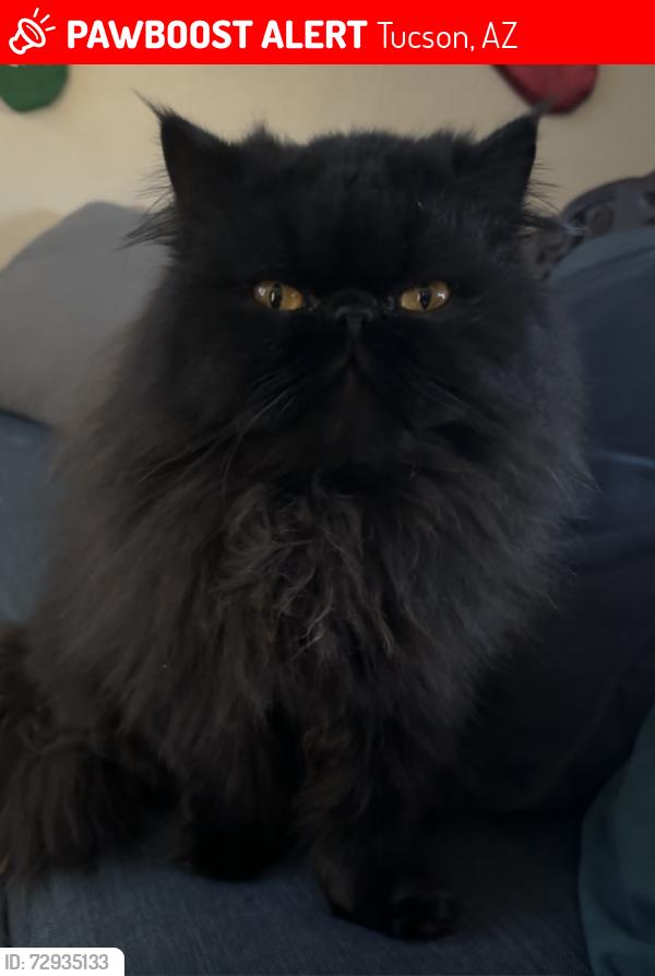 Lost Female Cat last seen Swan and Alvernon , Tucson, AZ 85712
