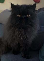 Lost Female Cat last seen Swan and Alvernon , Tucson, AZ 85712