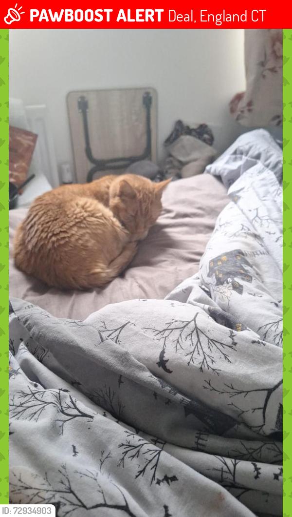 Lost Male Cat last seen Bedwell close , Deal, England CT14