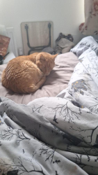 Lost Male Cat last seen Bedwell close , Deal, England CT14