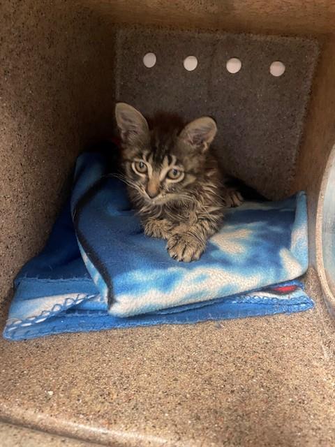 Shelter Stray Female Cat last seen Near BLOCK HOLTON ST, TALLAHASSEE FL 32310, Tallahassee, FL 32311