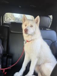 Reunited Female Dog last seen Near 31st St, San Diego, CA 92104, San Diego, CA 92104