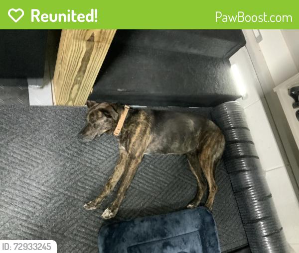 Reunited Female Dog last seen Hope Ranch Drive and McGee Road, Apison, TN 37302