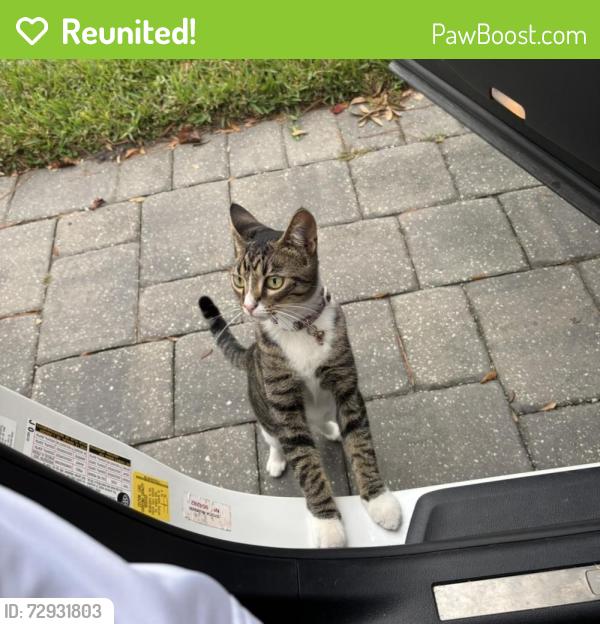 Reunited Female Cat last seen Churchwell road, Jacksonville, FL 32210