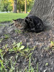 Found/Stray Unknown Cat last seen Near the flower garden at Lincoln Park, Kenosha, WI 53143