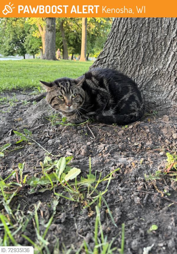 Found/Stray Unknown Cat last seen Near the flower garden at Lincoln Park, Kenosha, WI 53143