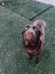 Shelter Stray Female Dog last seen Near BLOCK STEVENSON BLVD, 1950 Stevenson Blvd, Fremont, CA 94538, USA