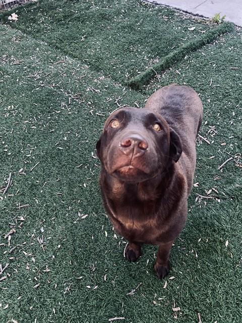 Shelter Stray Female Dog last seen Near BLOCK STEVENSON BLVD, 1950 Stevenson Blvd, Fremont, CA 94538, USA
