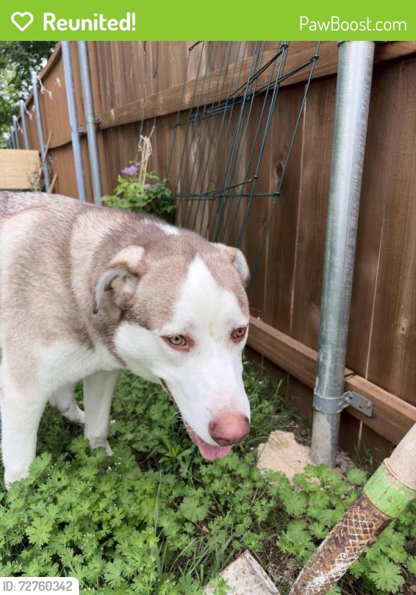 Reunited Male Dog last seen W Sears St & N Mirick Ave, Denison, TX 75020