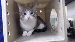Shelter Stray Male Cat last seen Near BLOCK W 13TH AVE, DENVER CO 80204, Denver, CO 80223