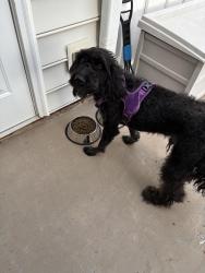 Found/Stray Male Dog last seen HondaJet, Greensboro, NC 27401
