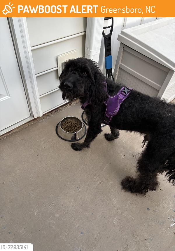 Found/Stray Male Dog last seen HondaJet, Greensboro, NC 27401