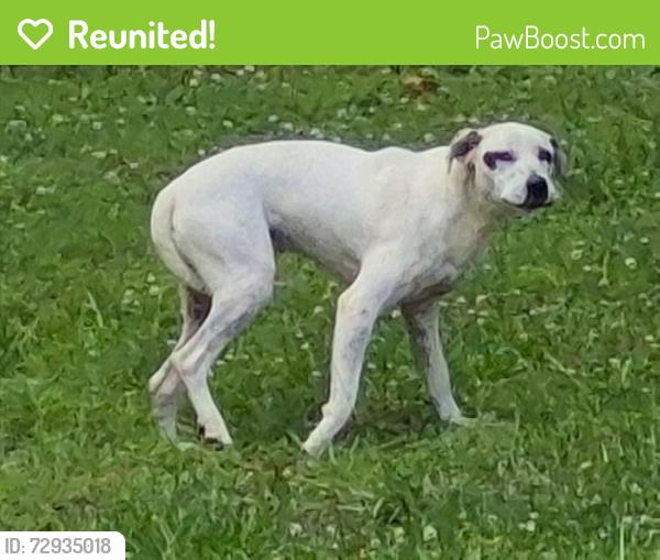 Reunited Male Dog last seen Inman , Inman, SC 29349