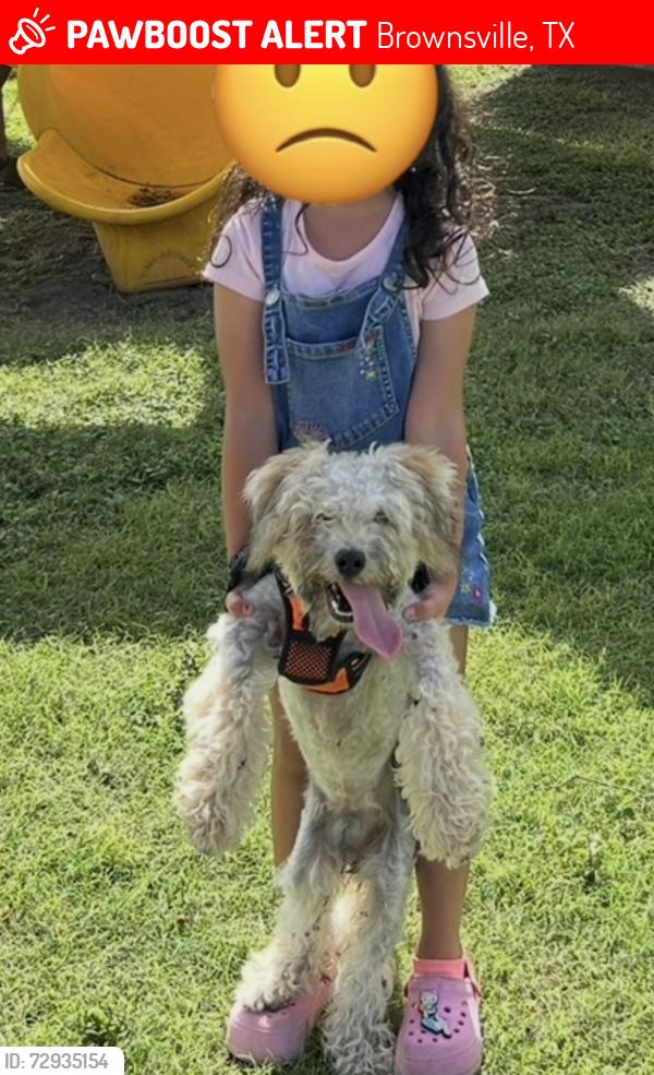 Lost Male Dog last seen Boca chica four corners, Brownsville, TX 78521