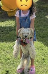 Lost Male Dog last seen Boca chica four corners, Brownsville, TX 78521