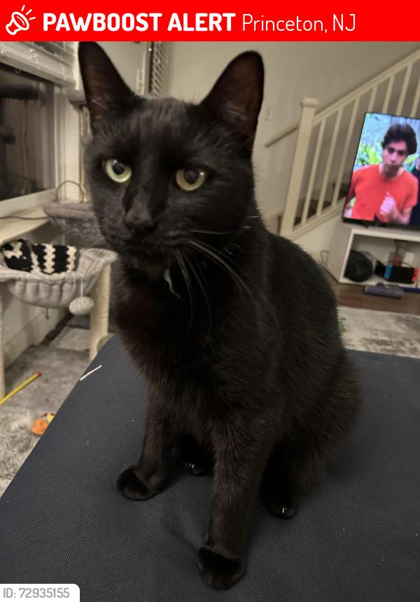Lost Male Cat last seen North Stanworth lane, Princeton, NJ 08540