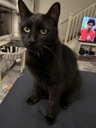 Lost Male Cat last seen North Stanworth lane, Princeton, NJ 08540