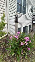 Reunited Female Cat last seen Austin and case, Norvell Township, MI 49230