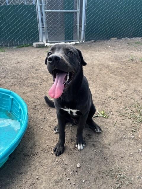 Shelter Stray Male Dog last seen E HIGHLAND AVE X PERRIS HILL PARK ACRD, San Bernardino, CA 92401