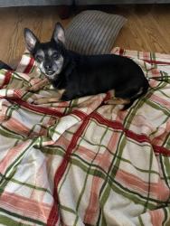 Found/Stray Male Dog last seen Cedarcrest and Washington , Metzger, OR 97223