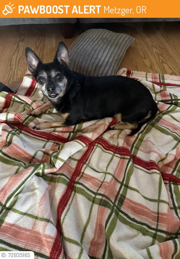 Found/Stray Male Dog last seen Cedarcrest and Washington , Metzger, OR 97223
