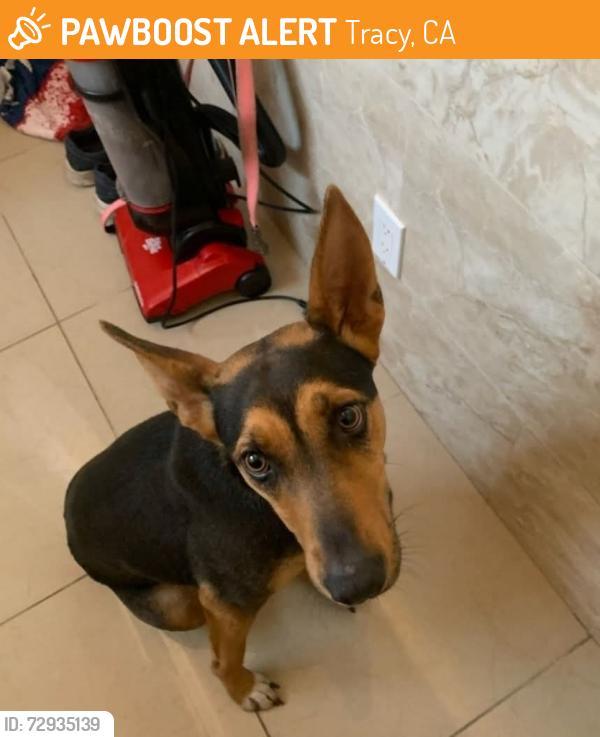 Found/Stray Female Dog last seen Between PATTERSON & TRACY, Tracy, CA 95376