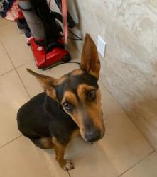 Found/Stray Female Dog last seen Between PATTERSON & TRACY, Tracy, CA 95376