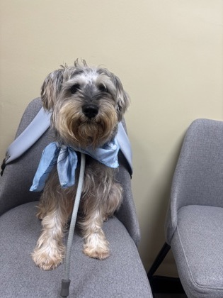 Shelter Stray Male Dog last seen Near N Decatur Rd, Decatur, GA 30033, 30033, GA, Atlanta, GA 30341