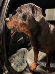 Shelter Stray Male Dog last seen Evans Mill Rd&Browns Mill Rd, stonecrest, ga 30038, 30038, GA, Atlanta, GA 30341
