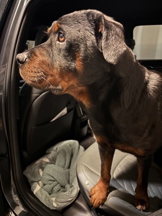 Shelter Stray Male Dog last seen Evans Mill Rd&Browns Mill Rd, stonecrest, ga 30038, 30038, GA, Atlanta, GA 30341