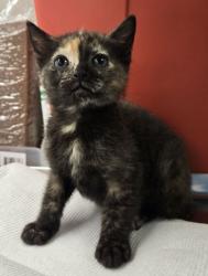 Shelter Stray Female Cat last seen S Lyon Ave & W Annadale Ave, Mendota Zone Fresno CO 1A 93640, CA, Fresno, CA 93706