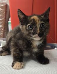 Shelter Stray Female Cat last seen S Lyon Ave & W Annadale Ave, Mendota Zone Fresno CO 1A 93640, CA, Fresno, CA 93706