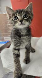 Shelter Stray Female Cat last seen S Lyon Ave & W Annadale Ave, Mendota Zone Fresno CO 1A 93640, CA, Fresno, CA 93706