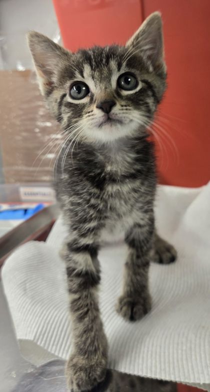 Shelter Stray Female Cat last seen S Lyon Ave & W Annadale Ave, Mendota Zone Fresno CO 1A 93640, CA, Fresno, CA 93706